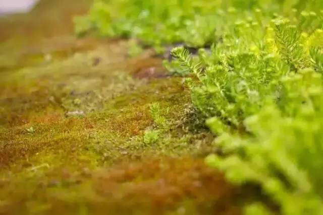 永利集团·yl(中国游)官方网站